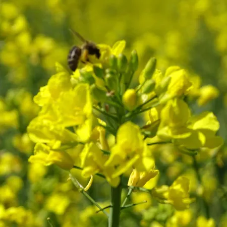 Guilella